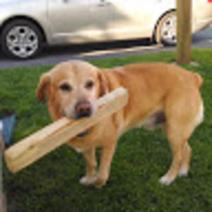 Meet your Posher, Timothy